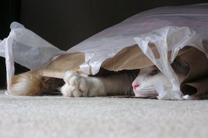 kat heeft plastic gegeten