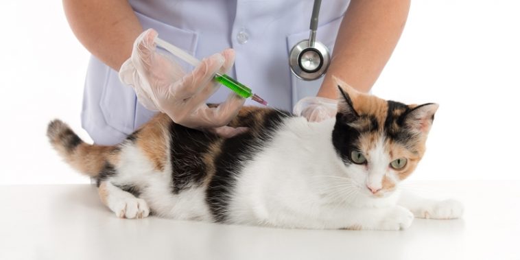 petsafe injectie