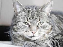 Een kat kwijlt omdat het geniet van de aandacht