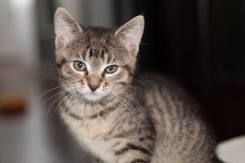 kleine kat