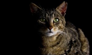 Een kat kan dementie ontwikkelen