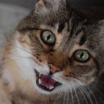Mijn kat miauwt veel 