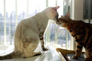 katten moeder en kind